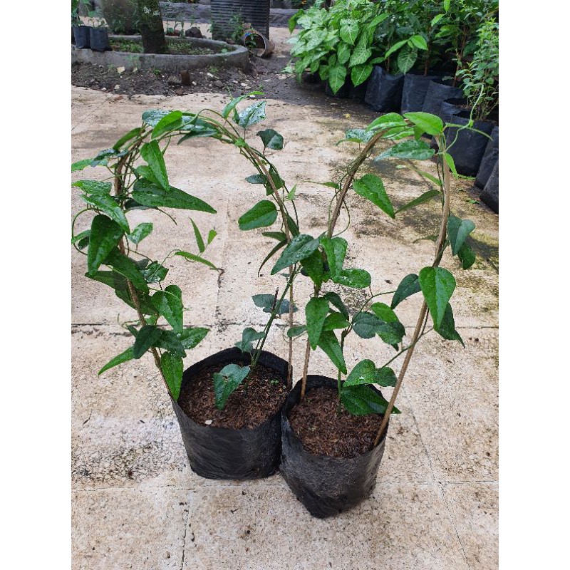 Tanaman cincau jelly / cincau rambat / cincau hijau