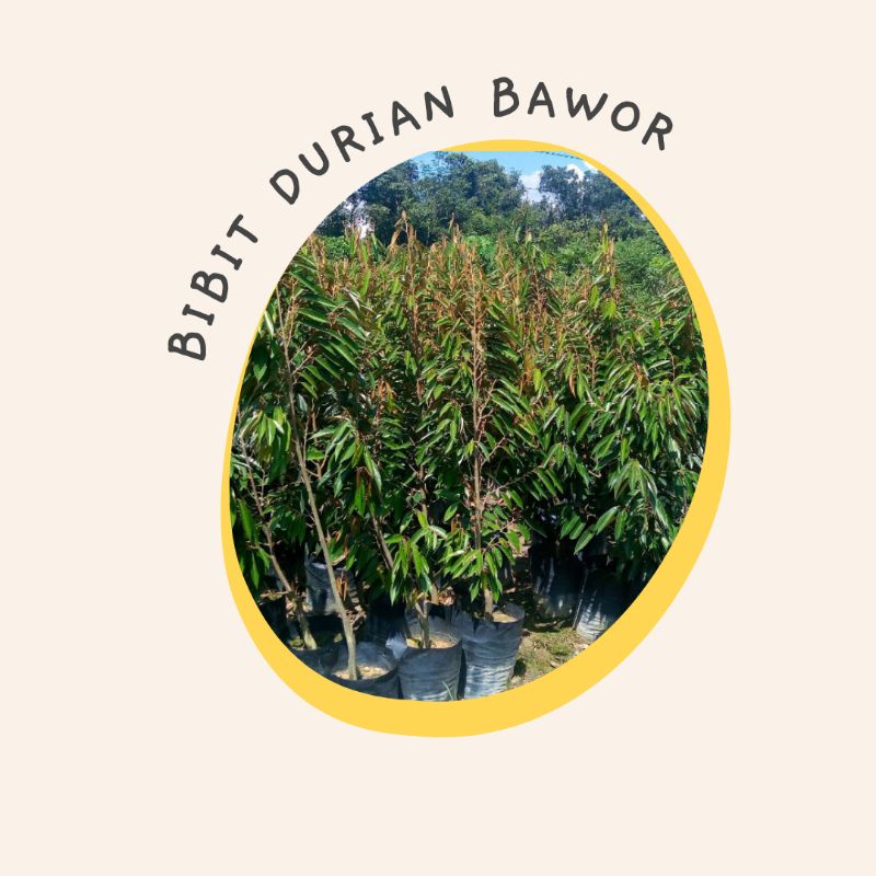 Bibit Durian Bawor okulasi super, bibit durian bawor besar