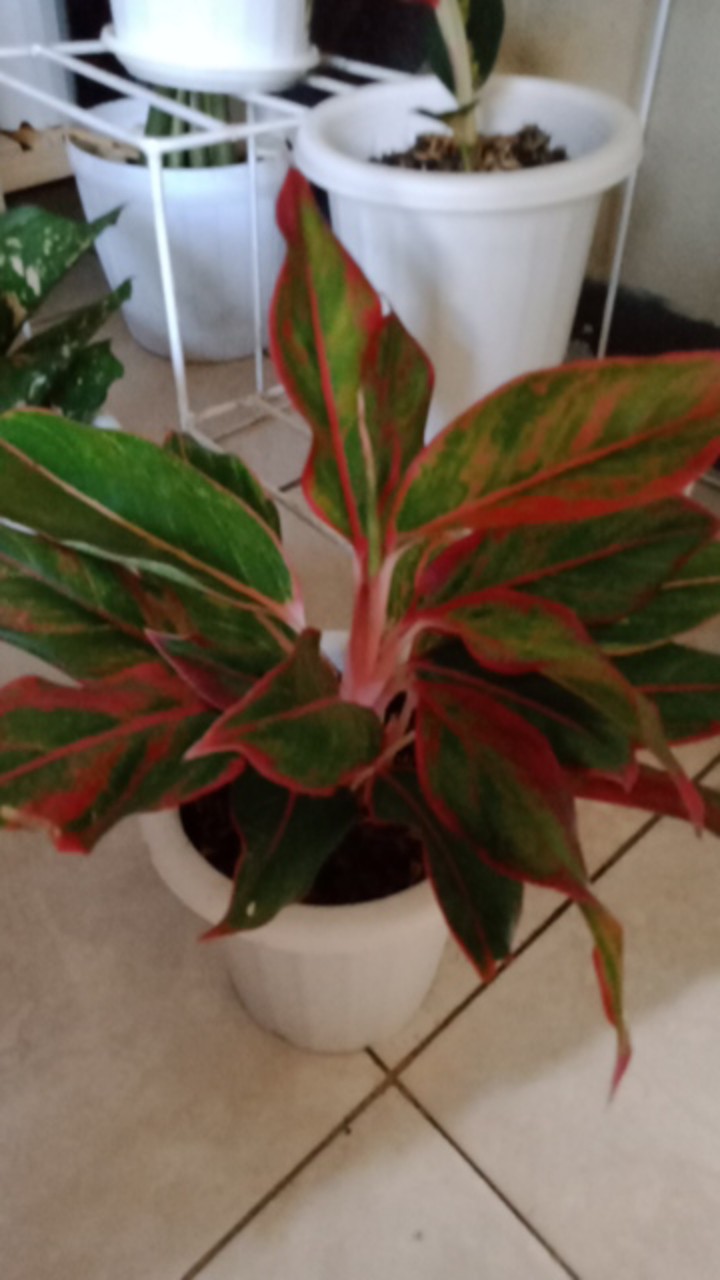 Aglaonema / Aglonema Lipstick / Siam Aurora