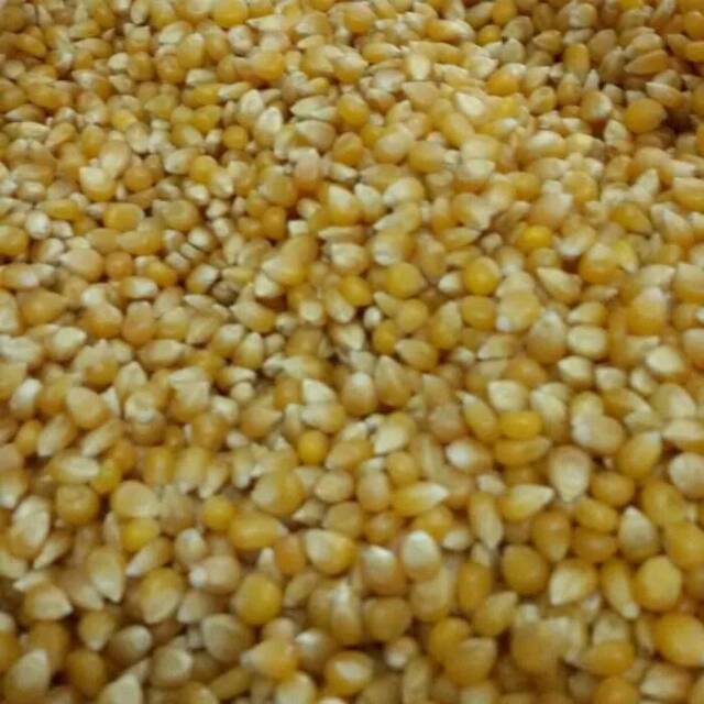 Jagung popcorn mentah  500gr