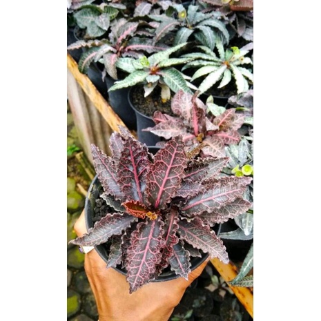 EUPHORBIA FRANCOISII HYBRID