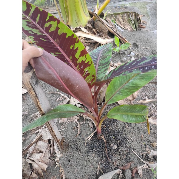 BERGARANSIBibit Pisang ,Bibit Pisang Varigata Merah, Banana Blood