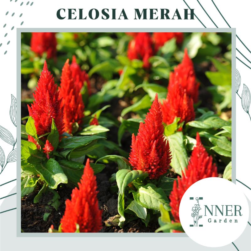 20 Biji Benih Bunga Celosia Merah Red Celosia