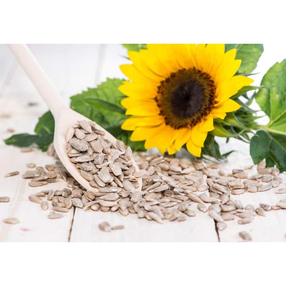 

Sun Flower Seeds/ Biji Bunga Matahari