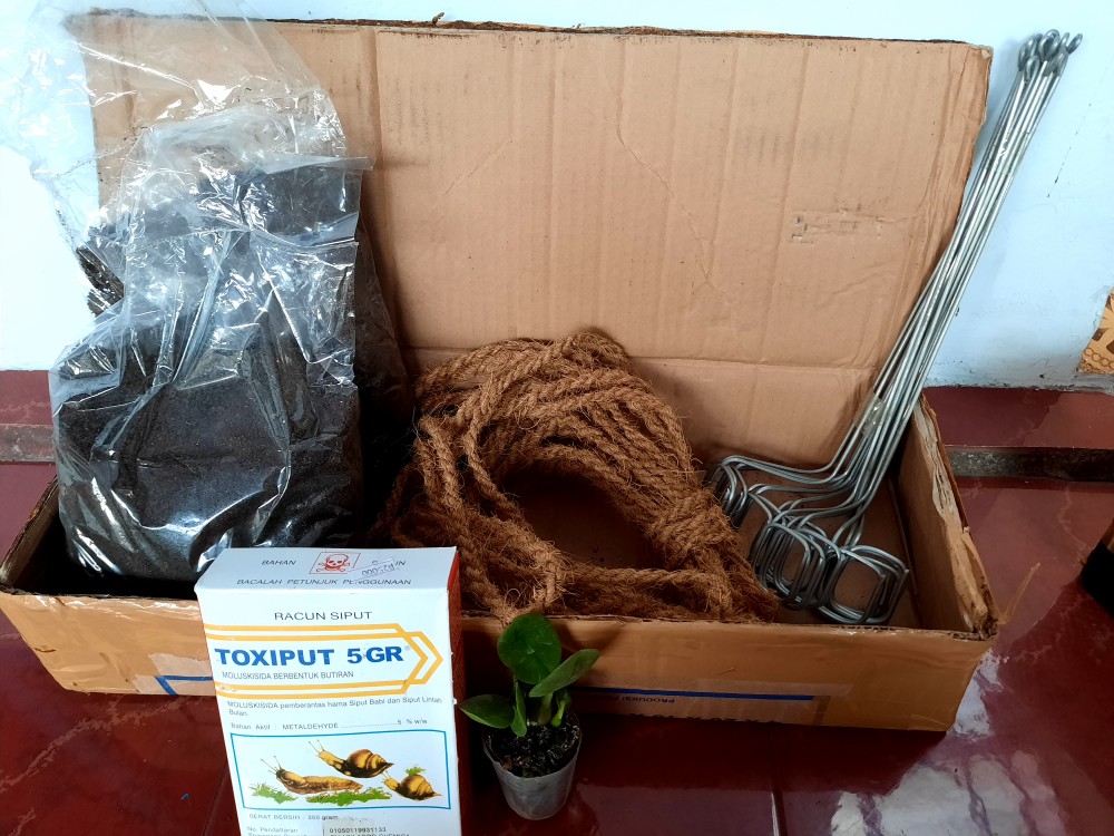 Dendro Paras Ayu (seed)