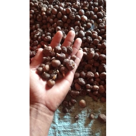 katak porang konjac bibit porang umbi porang 1kg