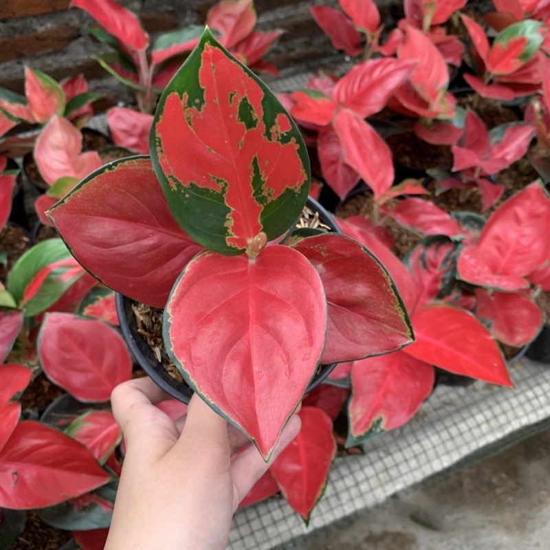 Aglonema Suksom Menor (VARIAN. Jaipong, Lilin, Mangkok, Batik)