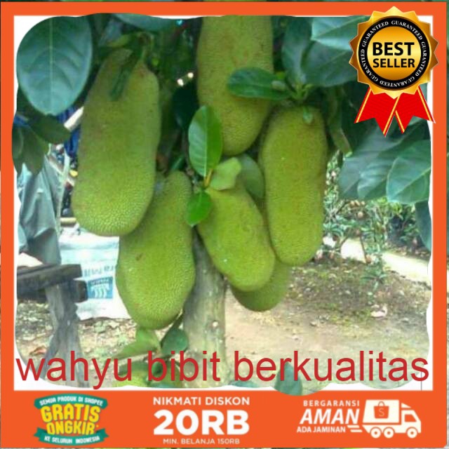 

Nangka cempedak