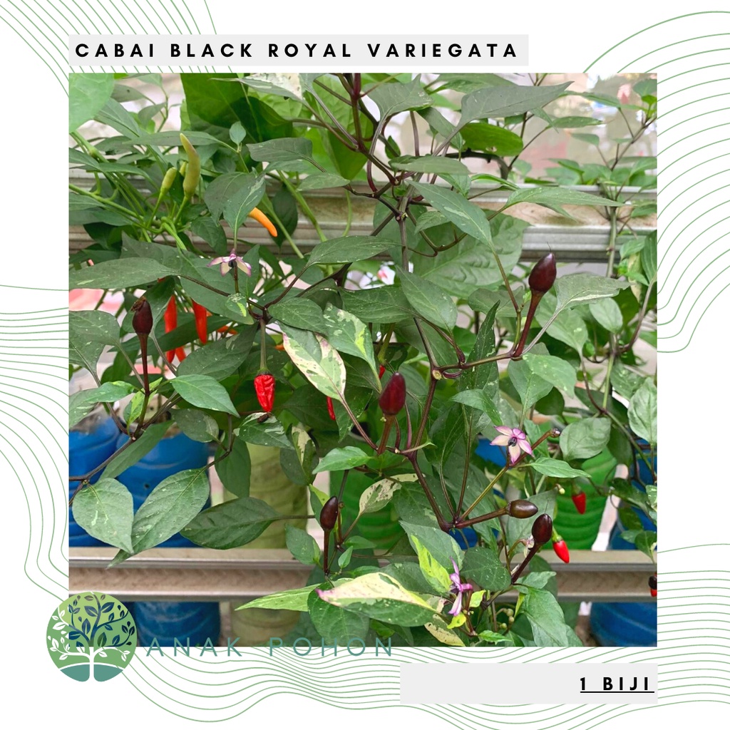 Benih Bibit Biji - Cabai Black Royal Variegata Pepper Cabe Hitam Daun Varigata Seeds