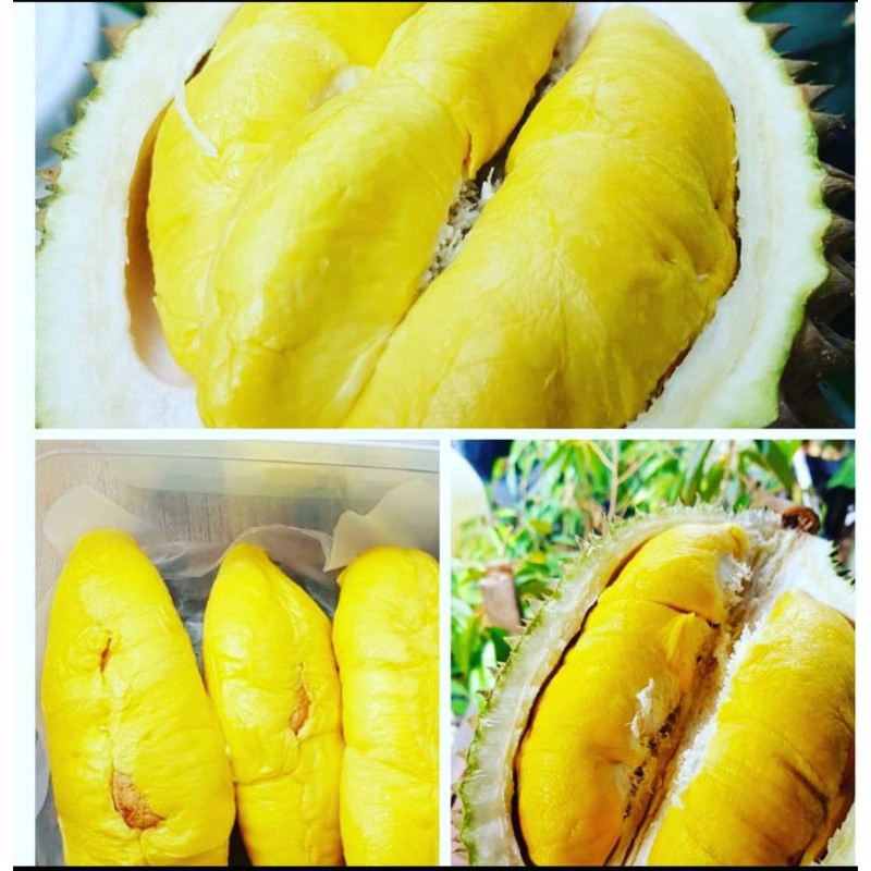 

PROMO Durian Musangking (FRESH)