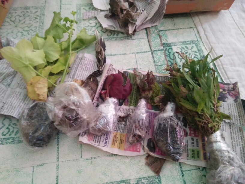 Garamalia Ataw Geranium