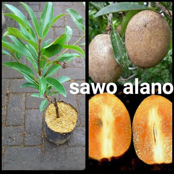 Tanaman Buah Sawo Alano Jumbo Terbaru