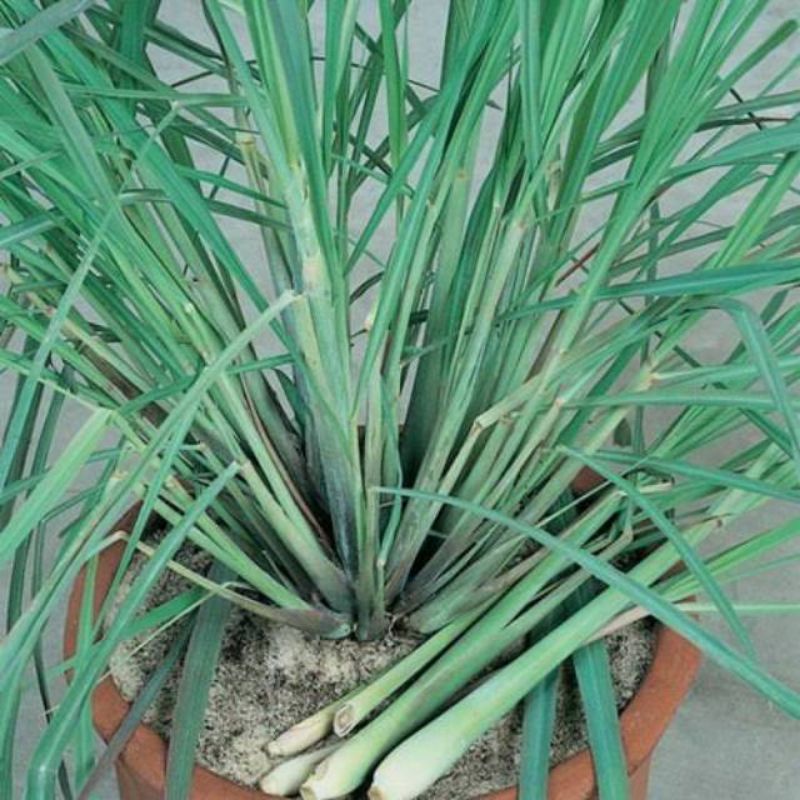 

bibit sereh dapur sereh masak herbal organik