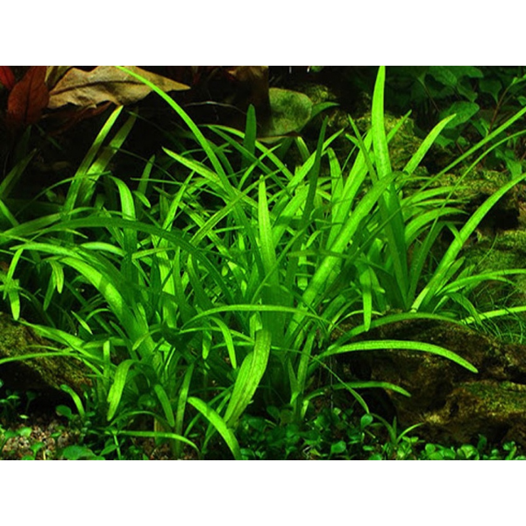Sagitaria subulata dwarf - Tanaman karpet Aquascape Low Co2 - Easy Tumbuhan Air Hidup Hiasan Dekorasi Pohon Rumput Aquarium