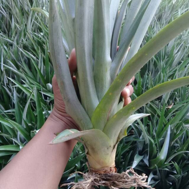 bibit nanas madu jumbo ( daun tanpa duri ) gunung kelud
