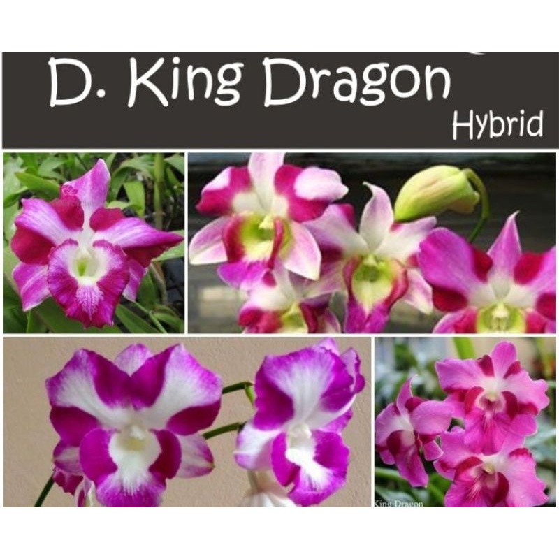anggrek king dragon  pradewasa