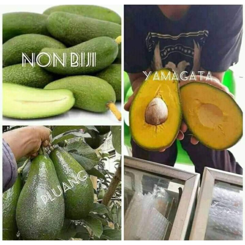 alpukat non biji