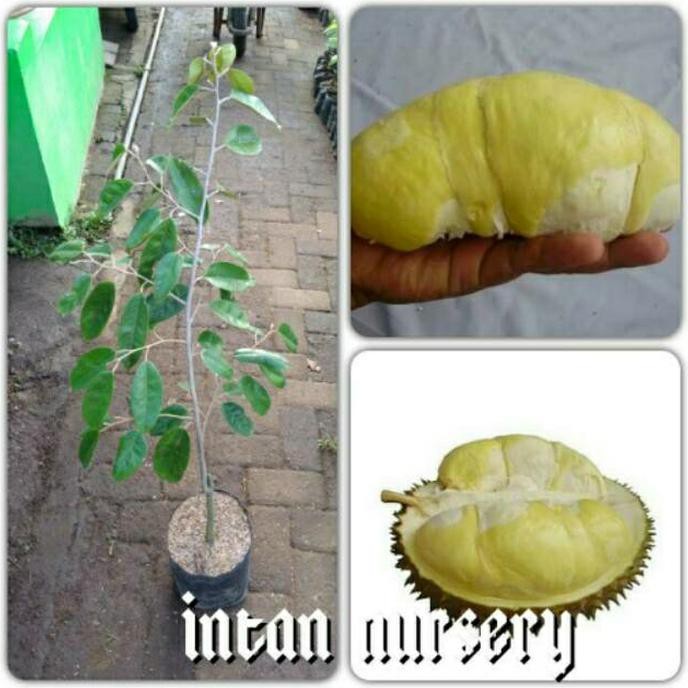 Jual Ide Bibit Tanaman Buah Durian Kumbokarno Promo Shopee Indonesia