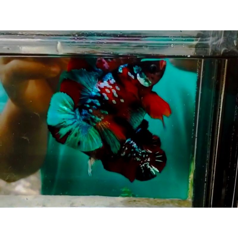 IKAN CUPANG HIAS SEPASANG NEMO MULTICOLOUR GALAXY TERMURAH TOP GRADE BONUS KETAPANG HARGA 40K