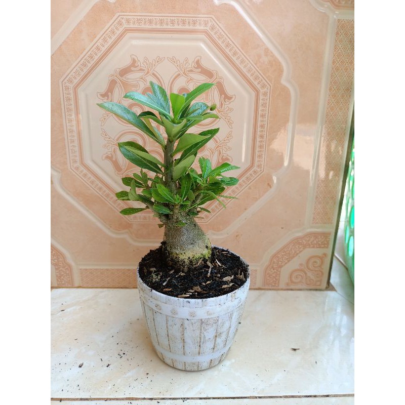 bonsai adenium bunga tumpuk - bonsai Kamboja Jepang