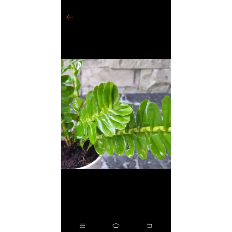 Tanaman hias pakis kadaka