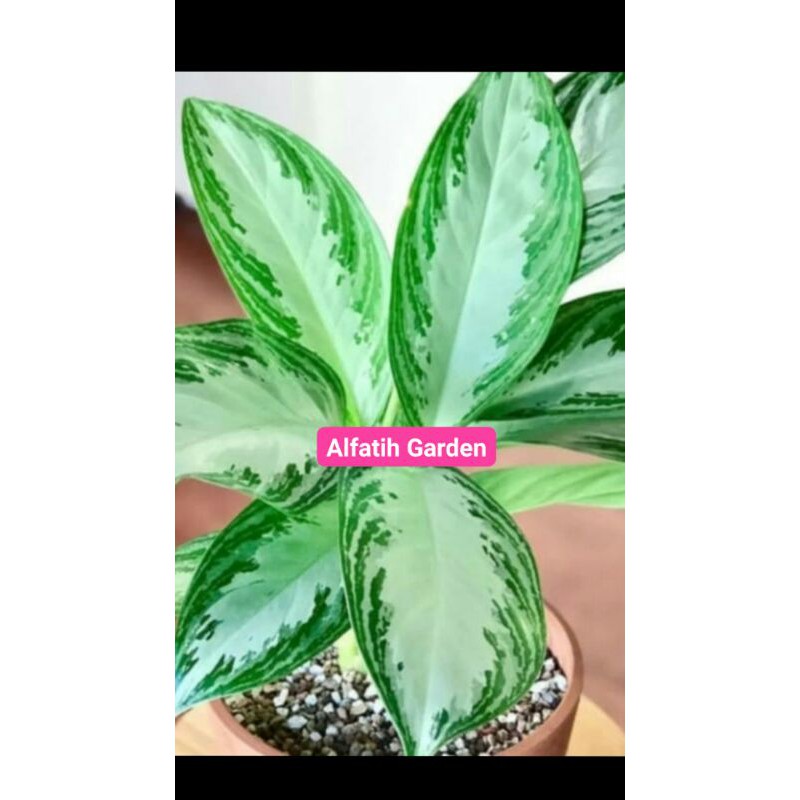 PROMO// Aglonema sirver sri rejeki-Tanaman hias-Tanaman hias aglonema sri rejeki-Blanceng sri rejeki