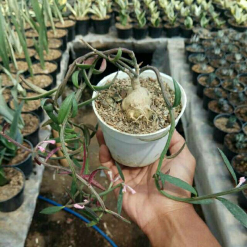 monadenium robellum caudex