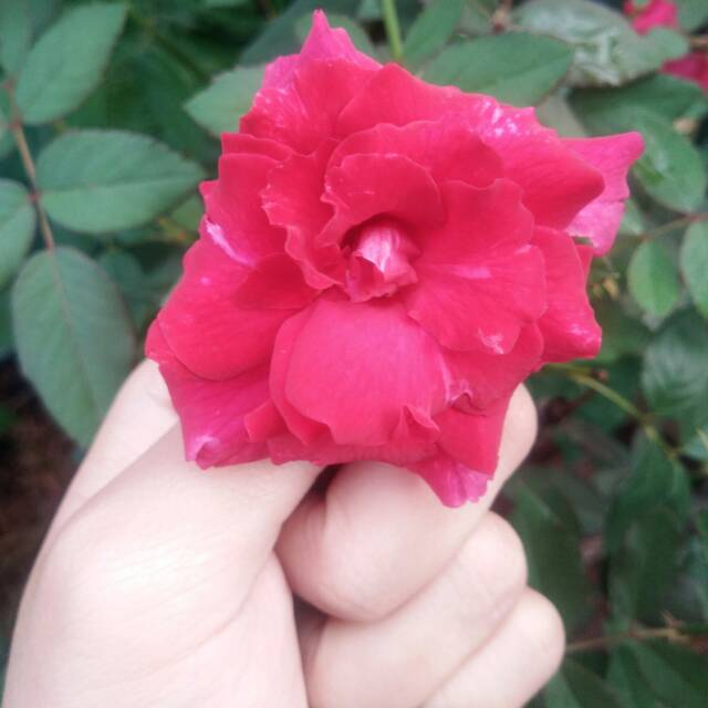 oca_lnd08