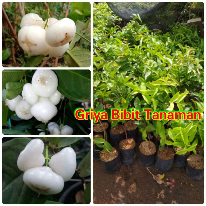 BIBIT BUAH JAMBU AIR KANCING PUTIH JAMBU KANCING PUTIH JAMBU BENIK  Griya Bibit Tanaman
