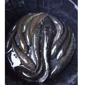 

ikan gabus fresh 1kg
