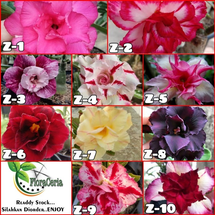 

Paket 10 Bibit Bunga Adenium Tumpuk - Kamboja Jepang