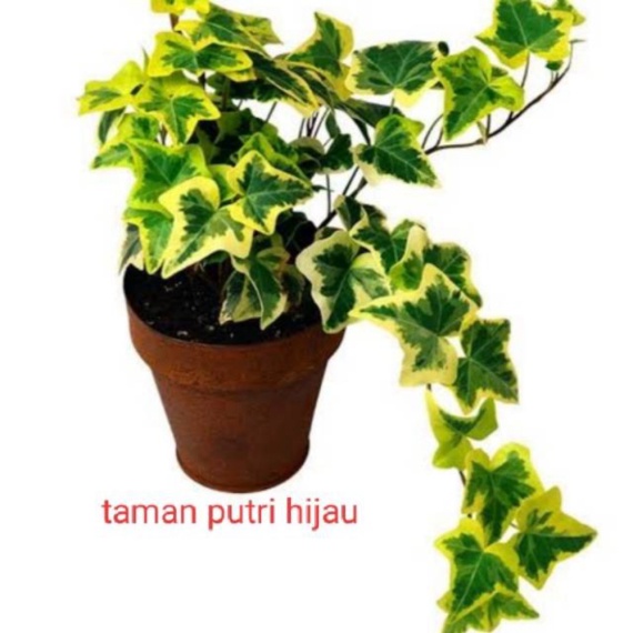 Jual Ivy english - Tanaman hias Gantung english ivy variegata - happy ivy Berkualitas