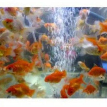 ikan mas koki kecil hiasan aquarium