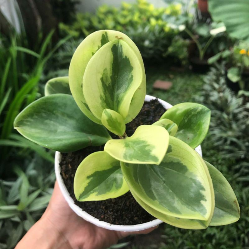 Peperomia obtusifolia variegata