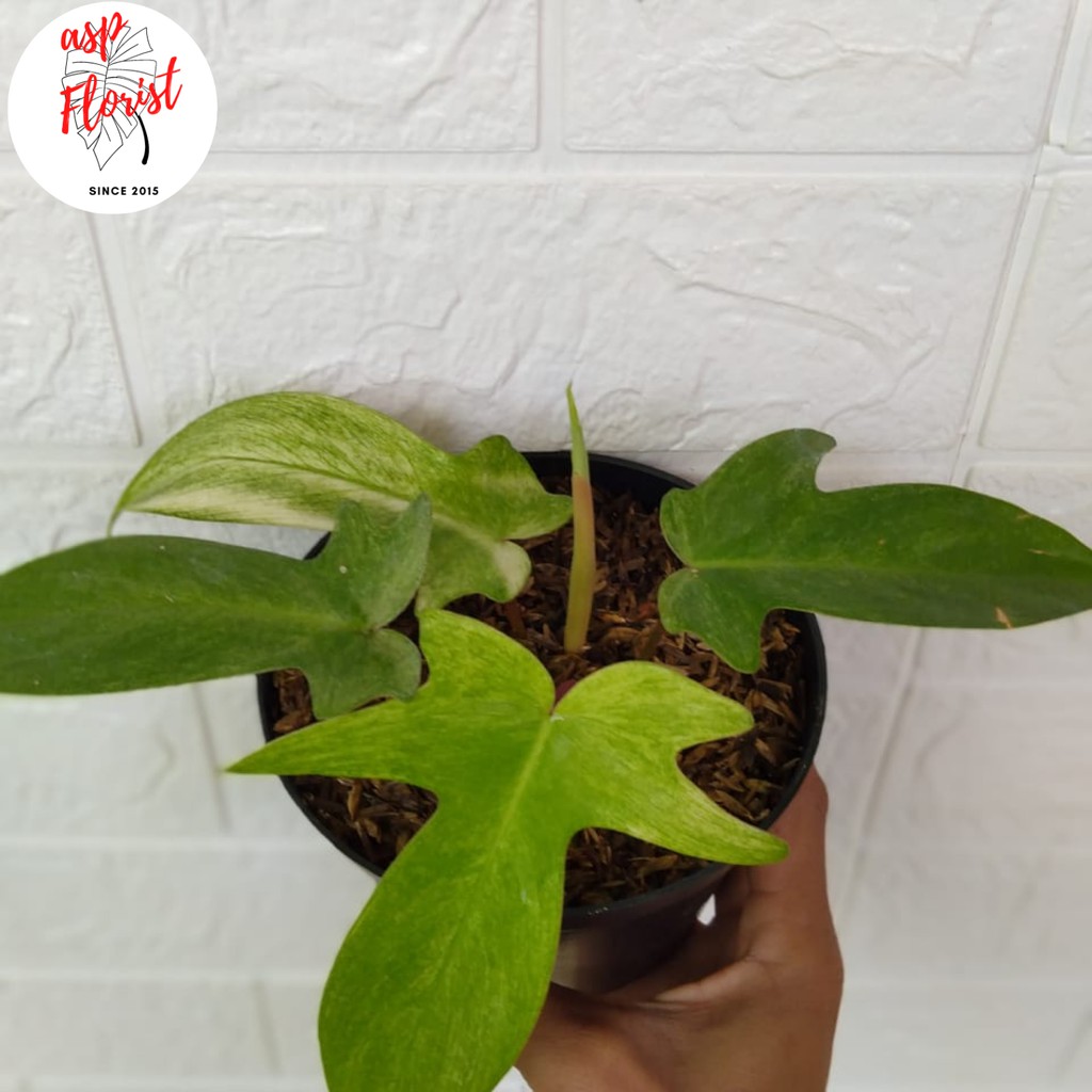 Philodendron Florida Ghost Mint