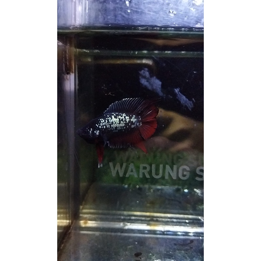 CUPANG PLAKAT DOUBLE TAIL/DTPK/PKDT AVATAR RED 100% REALPICT (88DTAVR1)