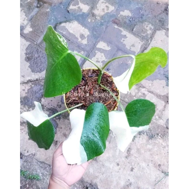 Philodendron Monstera Deliciosa Albo Half Moon Varigata Shopee Indonesia