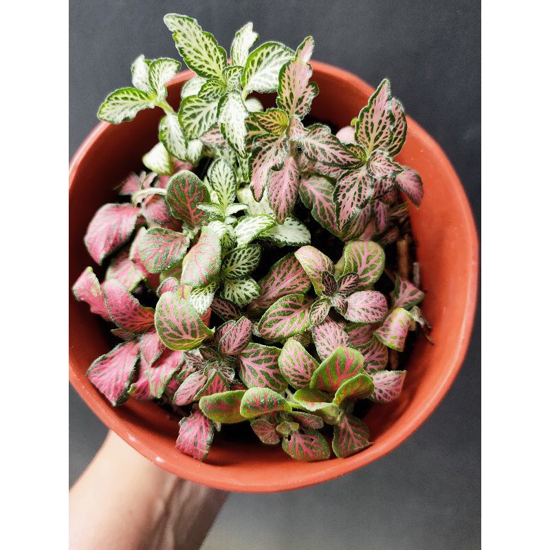 Fittonia Import mix color