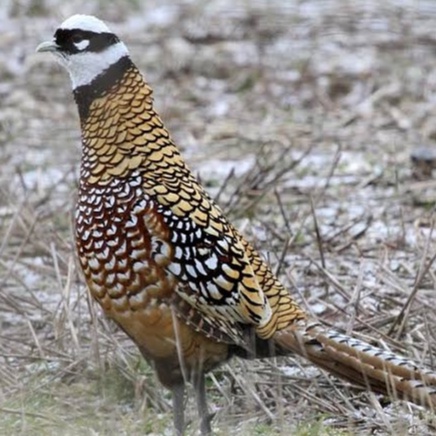 

TELUR AYAM HIAS RINGNECK PHEASANT JENIS REEVES FERTIL ASLI UNTUK TERNAK