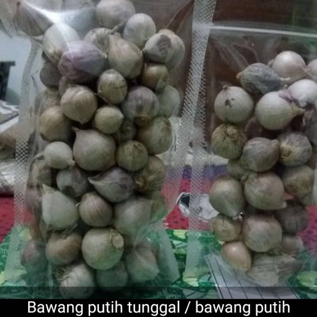 

Bawang putih tunggal