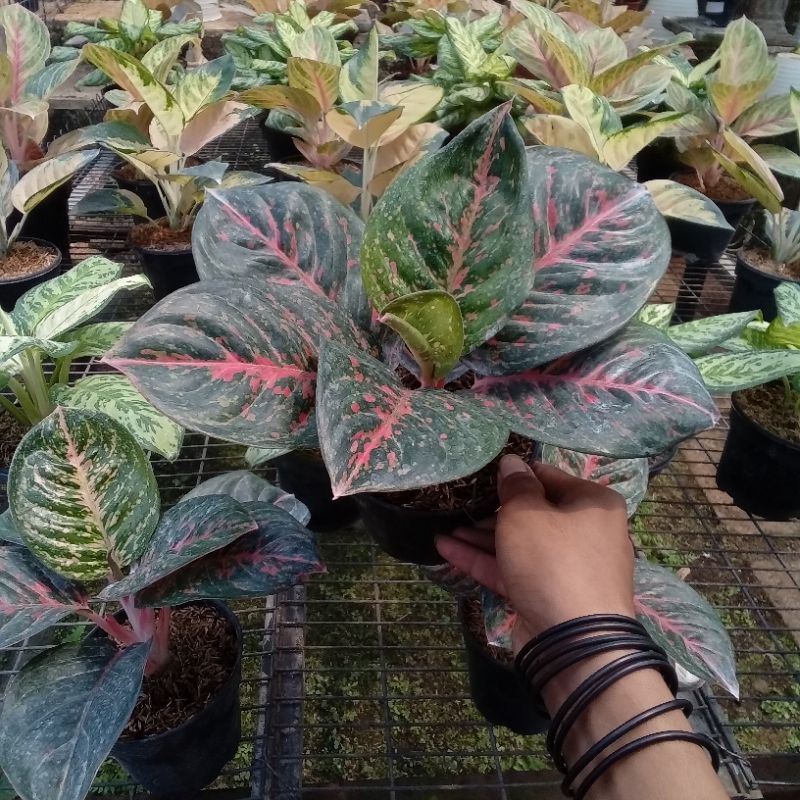Aglonema Wulandari Black / Green