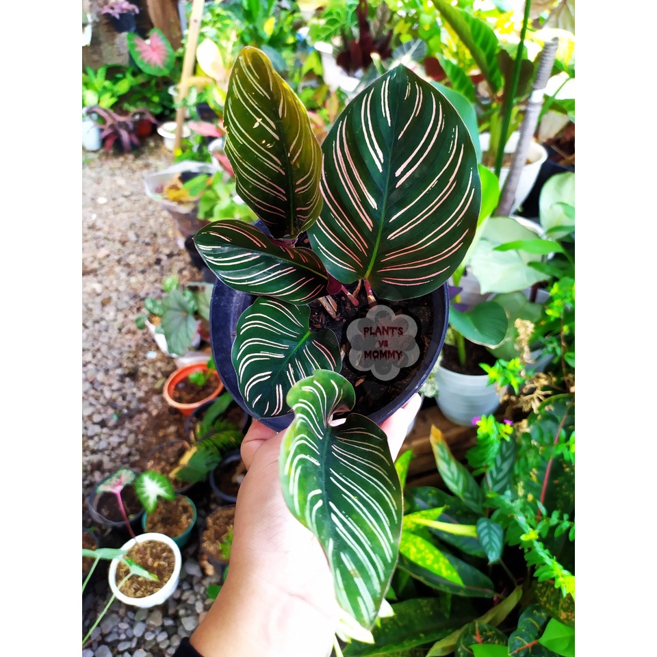 CALATHEA BATIK ORNATA