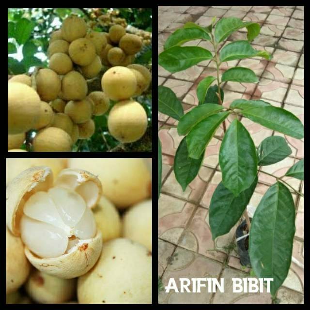 Bibit Duku Longkhong Thailand