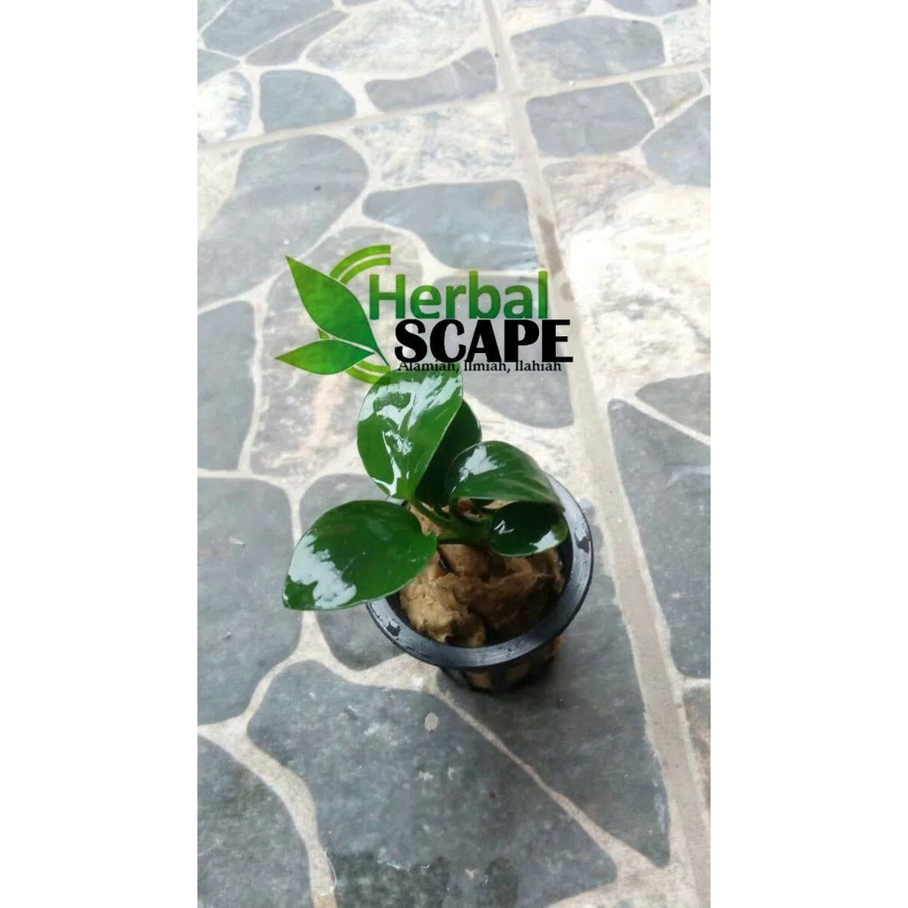 Anubias nana mini aquascape