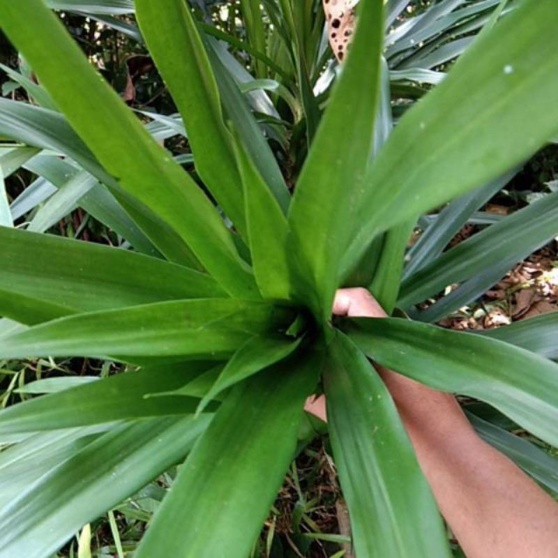 

daun suji petik dadakan harga per ikat