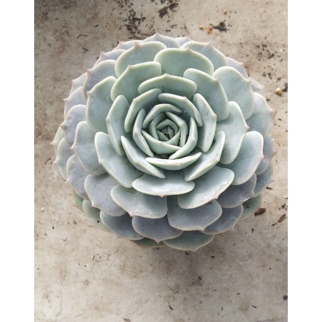 tanaman hias sukulen echeveria lola import