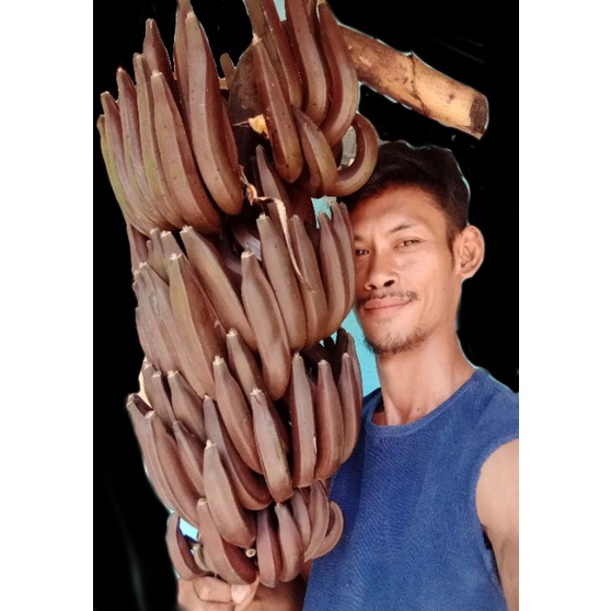 bibit polibek pisang raja nangka merah