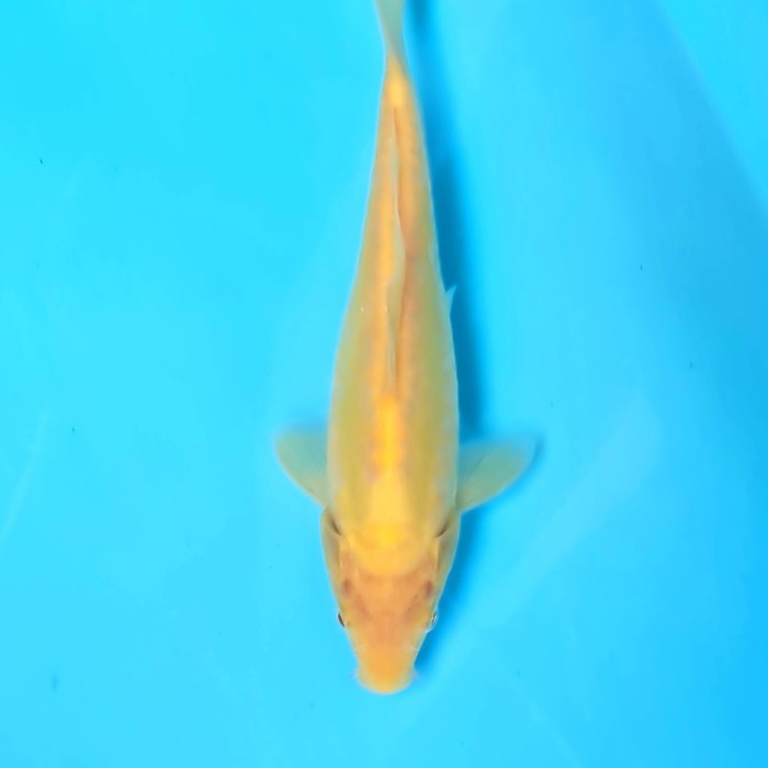 KOI ikan koi import karasi ikarashi doitsu