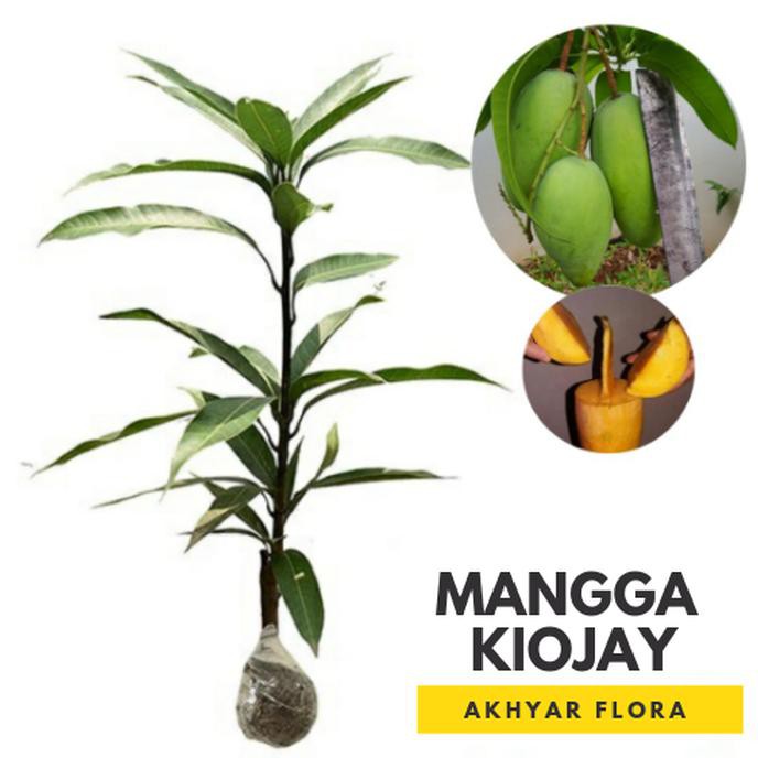 BIBIT MANGGA KIOJAY POHON MANGGA BIBIT BUAH MANGGA KIOJAY DM”