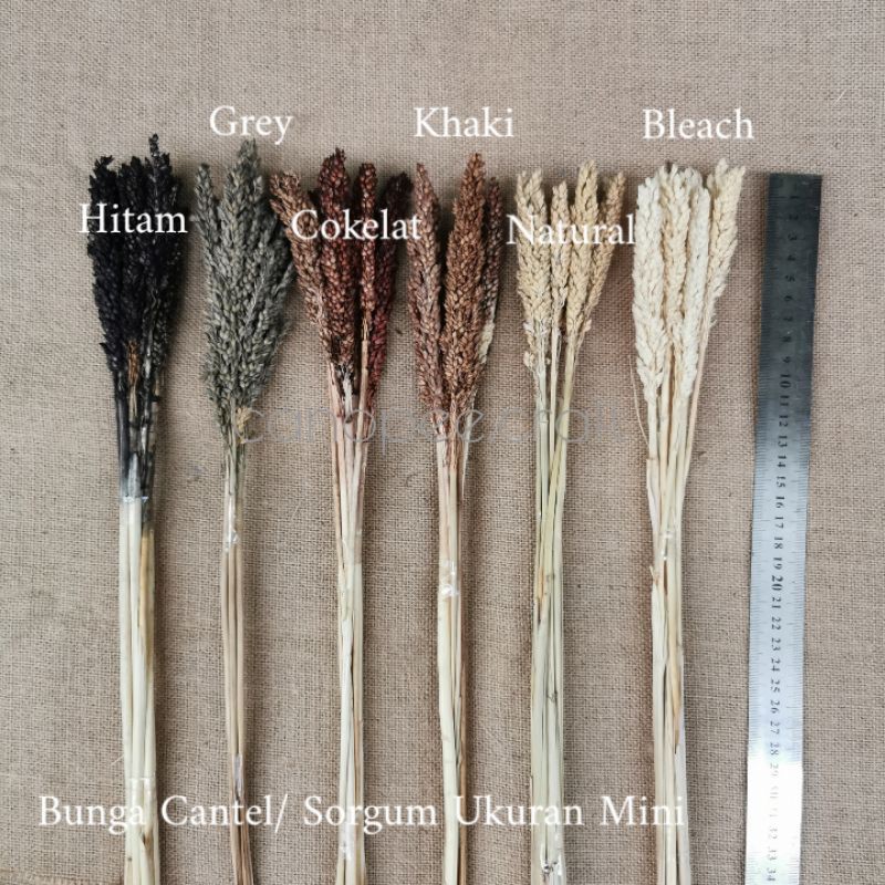 7 TANGKAI BUNGA KERING CANTEL / SORGUM  UKURAN MINI